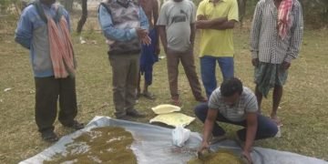 रबी फसलों में से, देश में 310 लाख हेक्टेयर जमीन पर67 प्रतिशत गेहूं बोया गया था