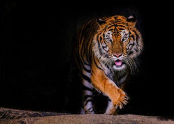राष्ट्रीय उद्यानों / अभयारण्यों / टाइगर रिजर्वों में कोविड-19 के नियंत्रण और प्रबंधन के संबंध में परामर्श