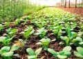 पिछले वर्ष की तुलना में इस बार खरीफ फसलों के तहत लगभग 59 लाख हेक्टेयर से अधिक क्षेत्रों में बुवाई हुई