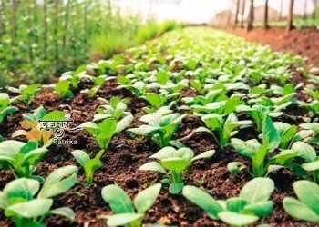 पिछले वर्ष की तुलना में इस बार खरीफ फसलों के तहत लगभग 59 लाख हेक्टेयर से अधिक क्षेत्रों में बुवाई हुई