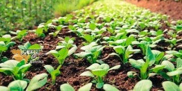 पिछले वर्ष की तुलना में इस बार खरीफ फसलों के तहत लगभग 59 लाख हेक्टेयर से अधिक क्षेत्रों में बुवाई हुई