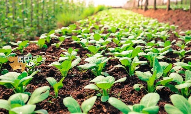 पिछले वर्ष की तुलना में इस बार खरीफ फसलों के तहत लगभग 59 लाख हेक्टेयर से अधिक क्षेत्रों में बुवाई हुई