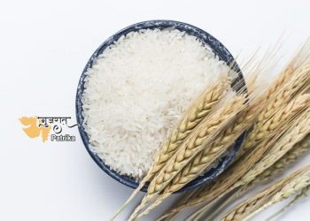 2020-21 के खरीफ फसल सत्र के लिए चावल की अनुमानित खरीद 495.37 लाख मीट्रिक टन रहने की उम्मीद