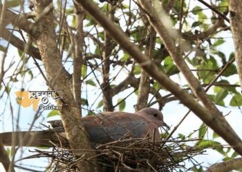 पंछी की पुकार
