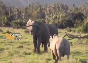मेघालय की सीमा में घुसे पड़ोसी देश के हाथी, वीडियो हो रहा है खूब वायरल