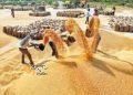 एमपी ने तोड़ा अपना ही रिकॉर्ड, 8 लाख किसानों ने बेचा 45 लाख हजार टन धान