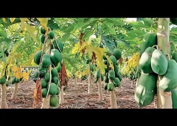 अमरेली तालुका के वडेरा गांव के प्रगतिशील किसान ने अपने 15 बीघा खेत में जैविक रूप से पपीते की खेती की