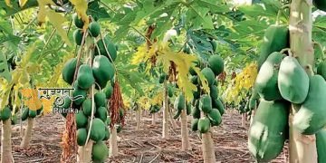 अमरेली तालुका के वडेरा गांव के प्रगतिशील किसान ने अपने 15 बीघा खेत में जैविक रूप से पपीते की खेती की