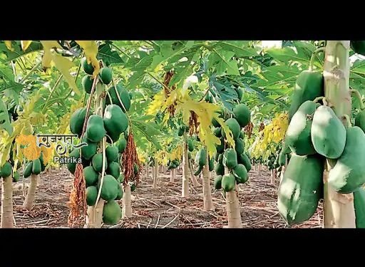 अमरेली तालुका के वडेरा गांव के प्रगतिशील किसान ने अपने 15 बीघा खेत में जैविक रूप से पपीते की खेती की