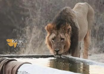 गिरपुर के जंगल में वन्यजीवों के लिए 200 कृत्रिम वाटर प्वाइंट शुरू