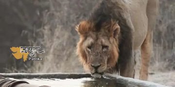 गिरपुर के जंगल में वन्यजीवों के लिए 200 कृत्रिम वाटर प्वाइंट शुरू