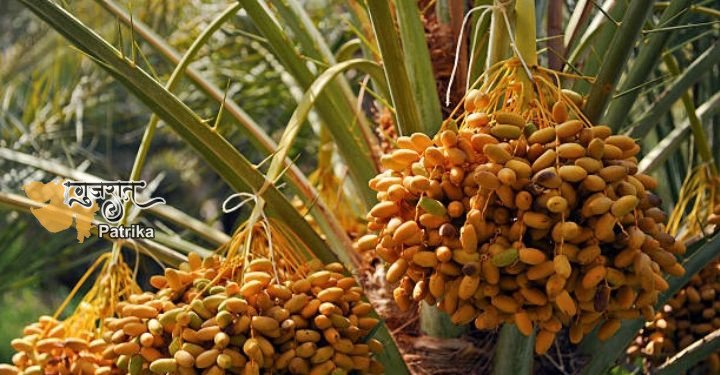 कच्छी किसान की एक और उपलब्धि : खरेक से गुड़ बनाना, स्थानीय बाजार में बढ़ी मांग