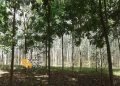 मालाबार नीम की खेती से किसान बनेंगे अमीर, देखें पूरी जानकारी