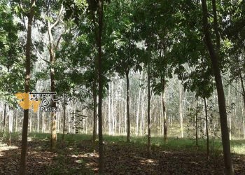 मालाबार नीम की खेती से किसान बनेंगे अमीर, देखें पूरी जानकारी
