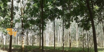 मालाबार नीम की खेती से किसान बनेंगे अमीर, देखें पूरी जानकारी
