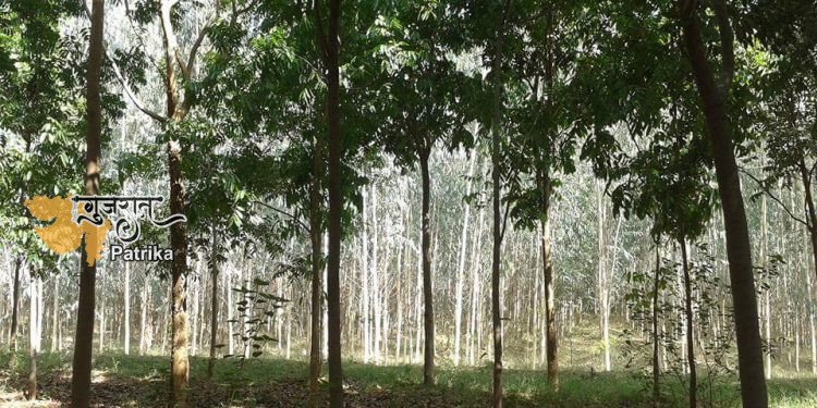 मालाबार नीम की खेती से किसान बनेंगे अमीर, देखें पूरी जानकारी