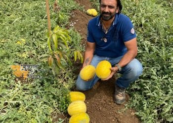सूरत जिले के प्रगतिशील किसान ने अनानास के स्वाद के साथ ताइवान तरबूज की खेती की