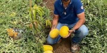 सूरत जिले के प्रगतिशील किसान ने अनानास के स्वाद के साथ ताइवान तरबूज की खेती की