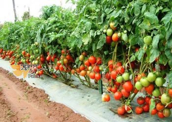 आप भी टमाटर की खेती कर लाखों रुपए कमा सकते हैं