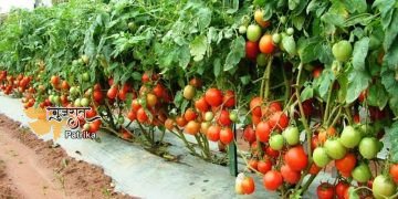 आप भी टमाटर की खेती कर लाखों रुपए कमा सकते हैं