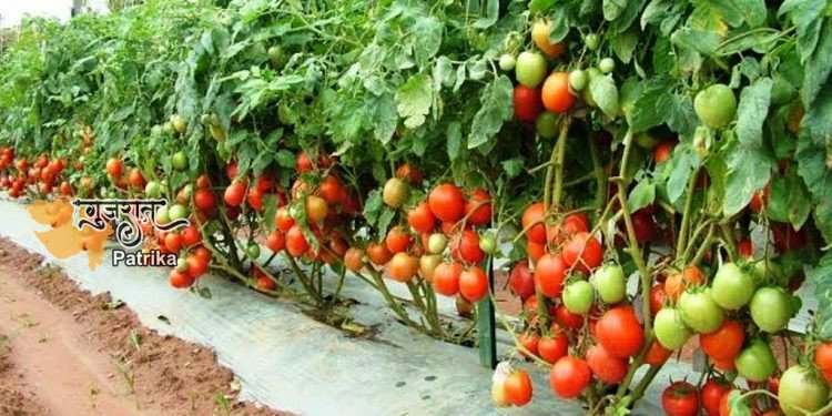 आप भी टमाटर की खेती कर लाखों रुपए कमा सकते हैं