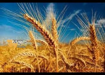 अमरेली जिले में कल से समर्थन मूल्य पर गेहूं की खरीद शुरू हो जाएगी. लेकिन इस साल 11 तालुकों में से केवल 13 ने ही 13 किसानों को पंजीकृत किया है।