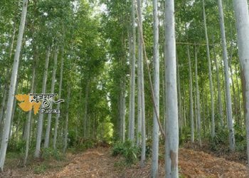 यूकेलिप्टस की खेती: खेत में उगाएं ये पेड़, 10 साल बाद कमाएंगे लाखों