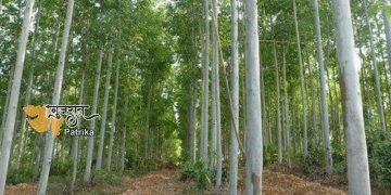 यूकेलिप्टस की खेती: खेत में उगाएं ये पेड़, 10 साल बाद कमाएंगे लाखों