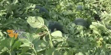 अमरेली जिले के छेवाड़ा का एक गांव बोरदी।