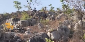 देवगढ़ बरिया तालुका में, भाद गांव में, सड़क के किनारे जंगल में, दो पैंगोलिन दिन में टहल रहे थे।