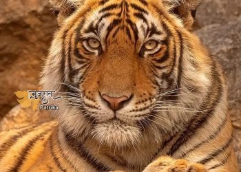 गुजरात में इस जगह पर बनेगा पहला टाइगर सफारी पार्क, शेर के बाद अब गुजरात में बनेगा बाघ अभयारण्य
