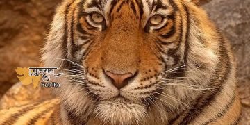 गुजरात में इस जगह पर बनेगा पहला टाइगर सफारी पार्क, शेर के बाद अब गुजरात में बनेगा बाघ अभयारण्य