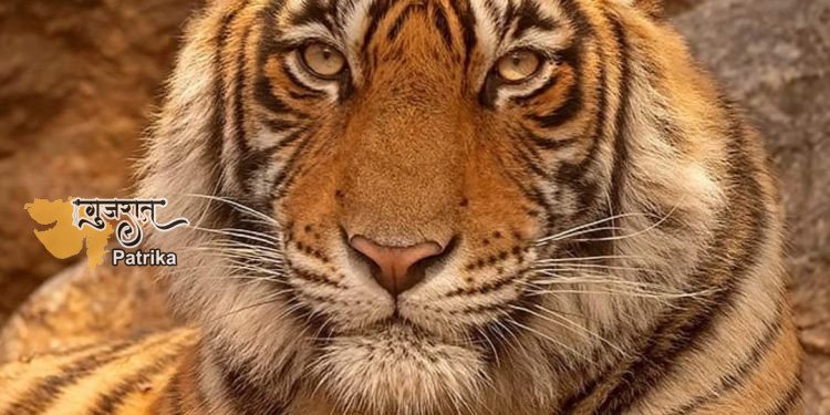 गुजरात में इस जगह पर बनेगा पहला टाइगर सफारी पार्क, शेर के बाद अब गुजरात में बनेगा बाघ अभयारण्य