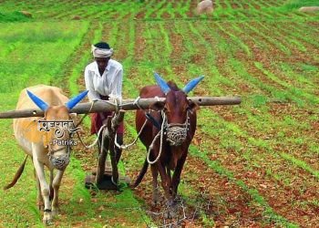 अगली खरीफ फसल के लिए बीज खरीदते समय किसानों को इन बातों का ध्यान रखना चाहिए