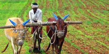 अगली खरीफ फसल के लिए बीज खरीदते समय किसानों को इन बातों का ध्यान रखना चाहिए