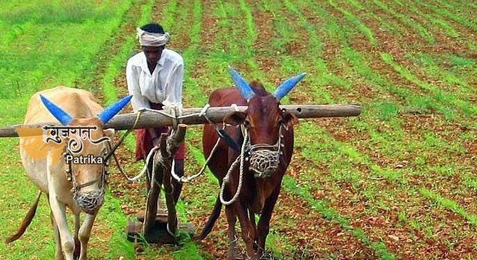 अगली खरीफ फसल के लिए बीज खरीदते समय किसानों को इन बातों का ध्यान रखना चाहिए
