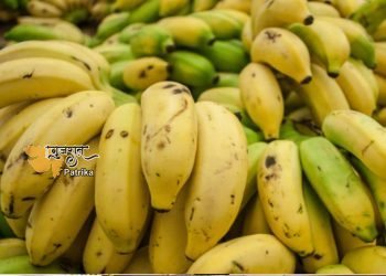 बीपी कंट्रोल के लिए केला: क्या केला बीपी को कंट्रोल करने में मदद करता है? आप भी जानिए