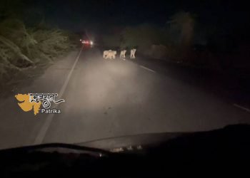 जाफराबाद में घूमते हैं बोल शेर: लोथपुर के पास आधी रात को सड़क पार करते हुए कैमरे में कैद