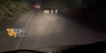 जाफराबाद में घूमते हैं बोल शेर: लोथपुर के पास आधी रात को सड़क पार करते हुए कैमरे में कैद
