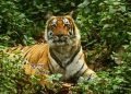 प्रधानमंत्री ने अंतर्राष्ट्रीय बाघ दिवस के अवसर पर बाघ संरक्षणवादियों के प्रयासों की सराहना की