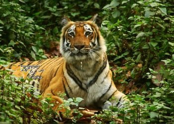 प्रधानमंत्री ने अंतर्राष्ट्रीय बाघ दिवस के अवसर पर बाघ संरक्षणवादियों के प्रयासों की सराहना की