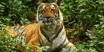 प्रधानमंत्री ने अंतर्राष्ट्रीय बाघ दिवस के अवसर पर बाघ संरक्षणवादियों के प्रयासों की सराहना की