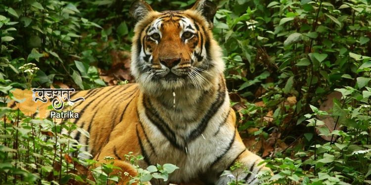 प्रधानमंत्री ने अंतर्राष्ट्रीय बाघ दिवस के अवसर पर बाघ संरक्षणवादियों के प्रयासों की सराहना की