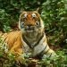 प्रधानमंत्री ने अंतर्राष्ट्रीय बाघ दिवस के अवसर पर बाघ संरक्षणवादियों के प्रयासों की सराहना की