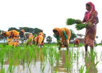 गांधीनगर जिले में 3% बारिश के साथ, किसानों ने खरीफ की 39.12% फसल बोई