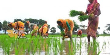 गांधीनगर जिले में 3% बारिश के साथ, किसानों ने खरीफ की 39.12% फसल बोई