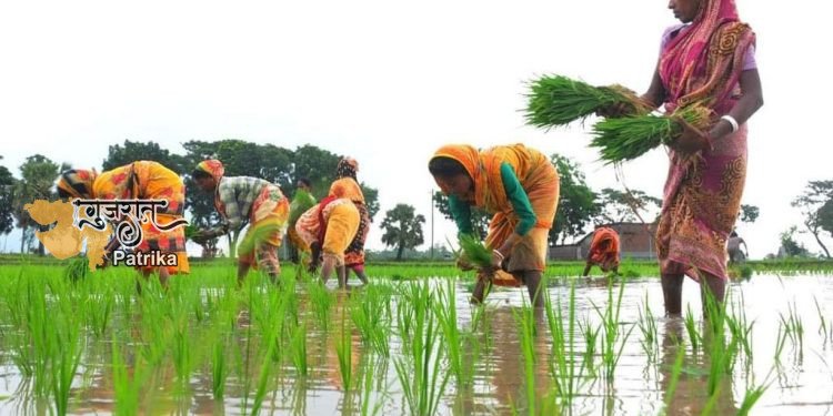 गांधीनगर जिले में 3% बारिश के साथ, किसानों ने खरीफ की 39.12% फसल बोई