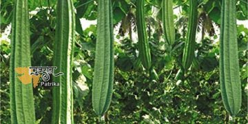 पथरी को दूर करने के लिए ऐसे करें हल्दी का इस्तेमाल, जानिए अन्य फायदे भी