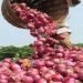 धरती के सपूतों को उम्मीद है कि तलजा में प्याज की फसल पैदा होगी