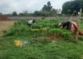 प्रधानमंत्री ने लोगों से अपने घरों में जैविक खेती करने को कहा